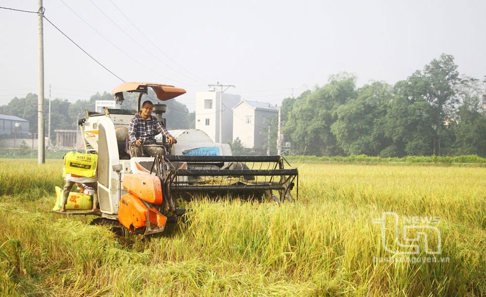 Niềm vui lúa được mùa, được giá