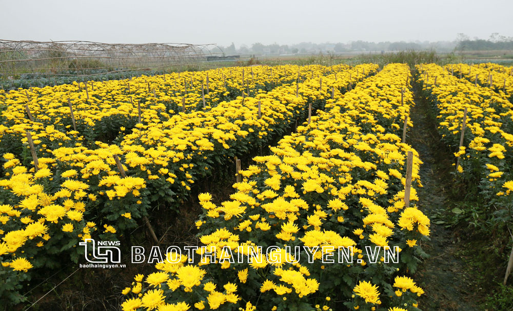 Túc Duyên mảnh đất nghĩa tình