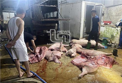 TP. Phổ Yên: Tiêu hủy 1,7 tấn thịt lợn và sản phẩm từ lợn không rõ nguồn gốc