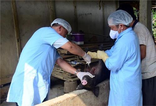 Tuyên Quang tạm đình chỉ 2 cán bộ thú y do sai phạm trong kiểm dịch