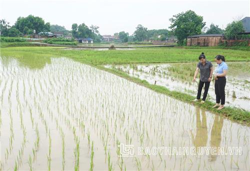 Thiết lập mã số vùng trồng lúa ở Phú Bình: Triển vọng đa lợi ích