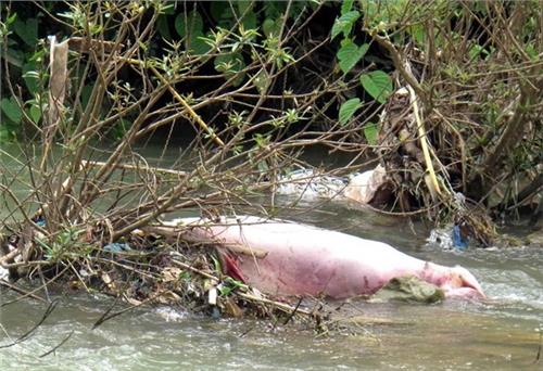Xử lý nghiêm các trường hợp vứt xác lợn chết ra môi trường