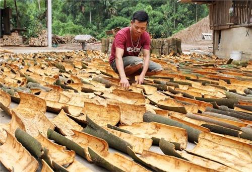 Lào Cai: Xây dựng thương hiệu sản phẩm quế hữu cơ ở Bắc Hà