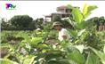 Hiệu quả kinh tế từ mô hình trồng ổi ở Đồng Bẩm