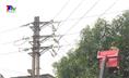 Điện lực thành phố Thái Nguyên đảm bảo an toàn hành lang lưới điện.