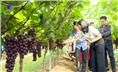 Hiệu quả dự án trồng nho Hạ Đen chất lượng cao tại thành phố Thái Nguyên.