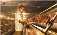 Hiệu quả từ các mô hình nuôi gà đẻ trứng ấp giống và gà đẻ trứng thương phẩm ở xã Linh Sơn.