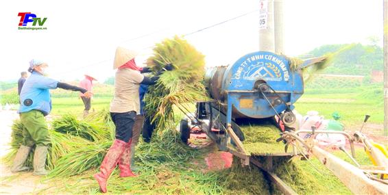 Thành phố Thái Nguyên: Dự ước năng suất lúa xuân đạt trên 55 tạ/ha