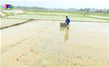 Thành phố Thái Nguyên: Triển khai mô hình sản xuất lúa hữu cơ áp dụng cơ giới hóa đầu tiên